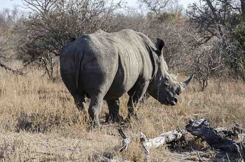 Rinoceronte Blanco - parque nacional Kruger - Sudáfrica 3.jpg